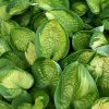Hosta Rainforest Sunrise #1 - Image 2